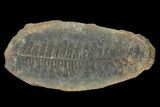 Pecopteris Fern Fossil (Pos/Neg) - Mazon Creek #92309-1
